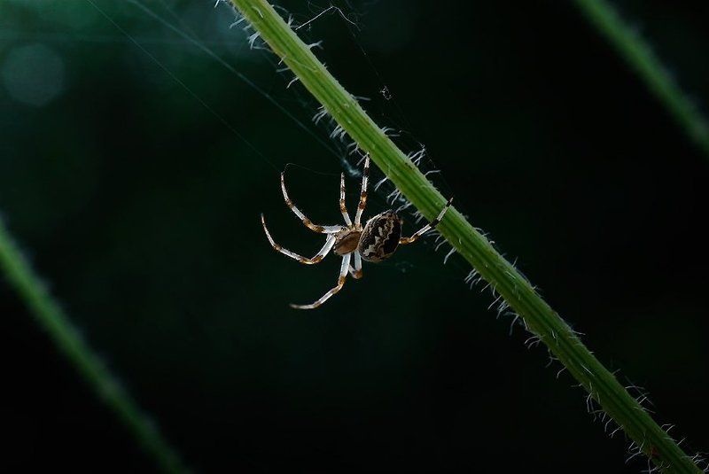 циркачphoto preview