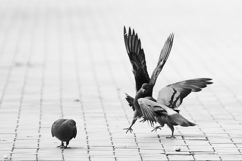 дуэль Дуэльphoto preview