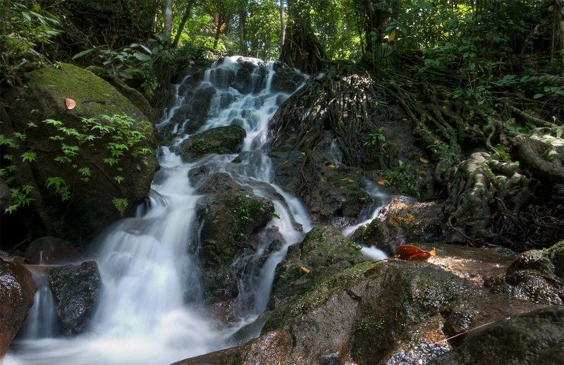 водопад Водопад в джунгляхphoto preview