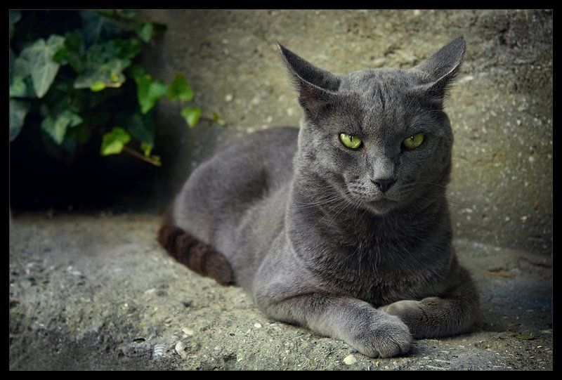 Спокойствие, тока спокойствие!(с)photo preview