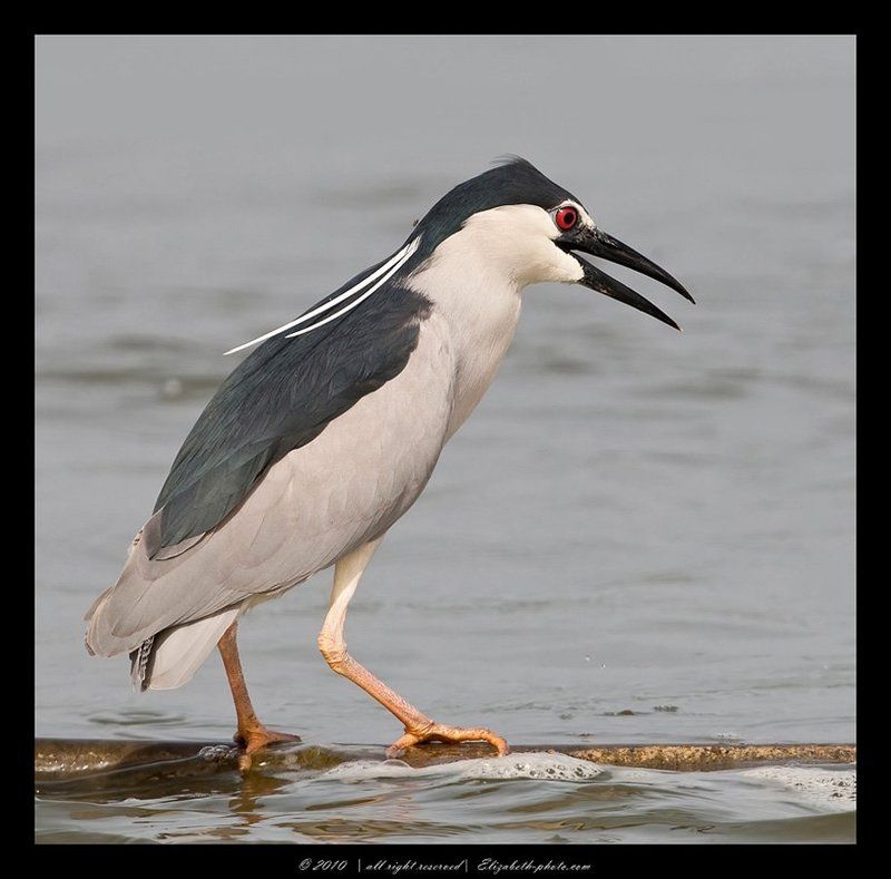 кваква, black, crowned, night, heron, израиль Кваква - Night heronphoto preview