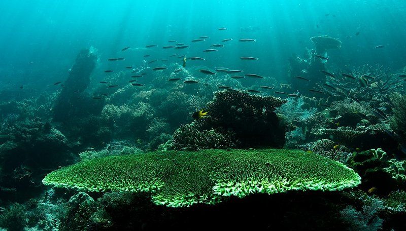 коралл, свет, underwater Сценаphoto preview