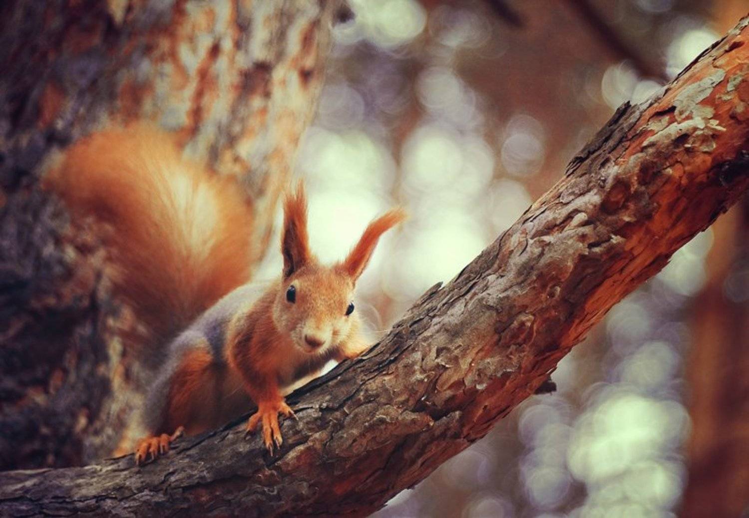 Белочка. Автор: Артур Сарибекян белочка, белка, осень, рыжая, Артур Сарибекян