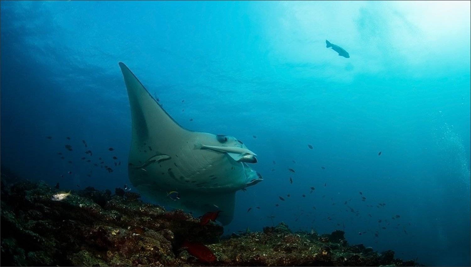 напомнило, Нетушки