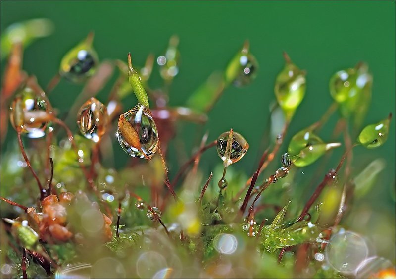 капли,вода,флора, Зеленый мир.photo preview