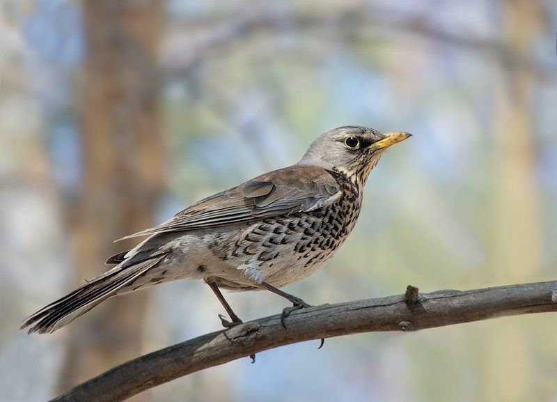 дрозд,рябинник,фотоохота Позерphoto preview
