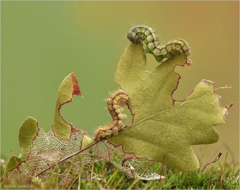 гусеницы ***photo preview