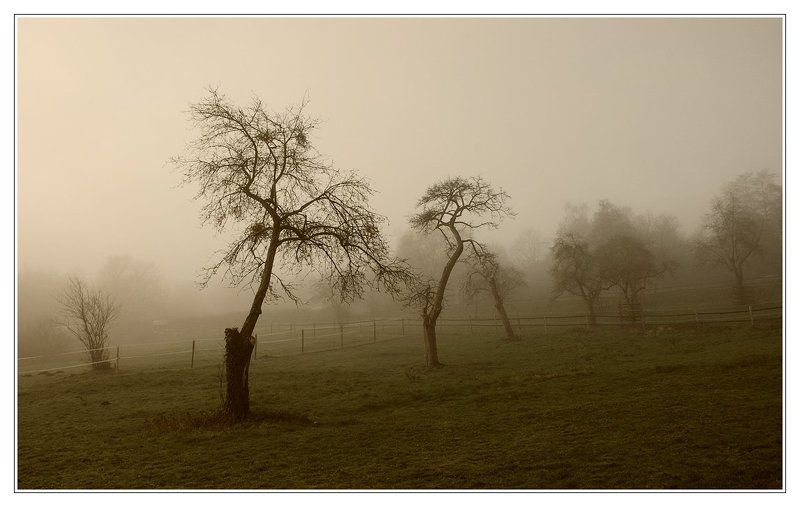 Старые яблониphoto preview