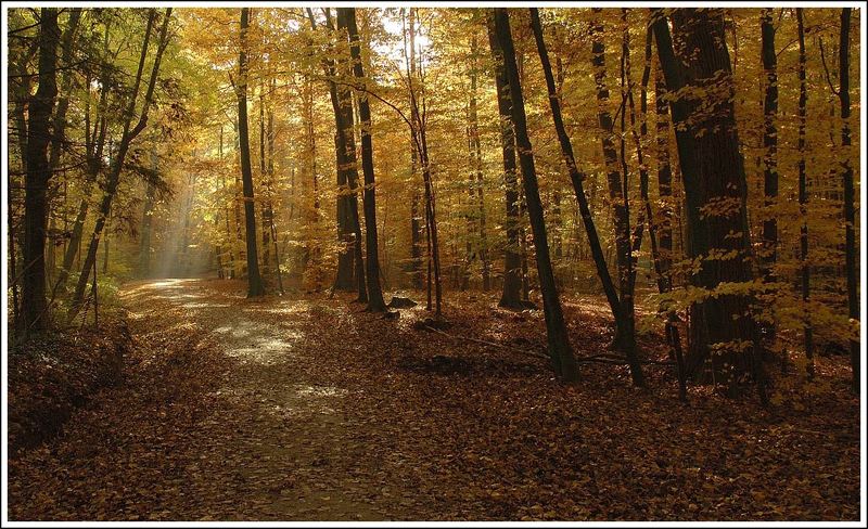 Первый день ноябряphoto preview