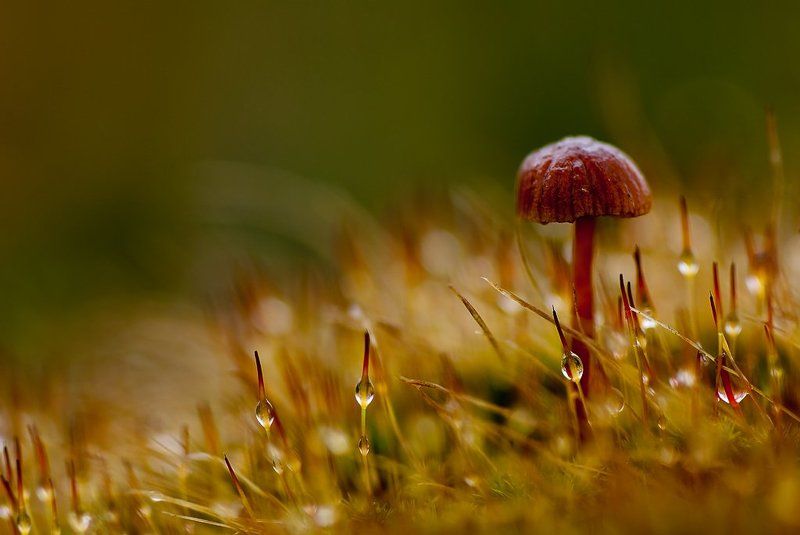 гриб, осень одинокийphoto preview