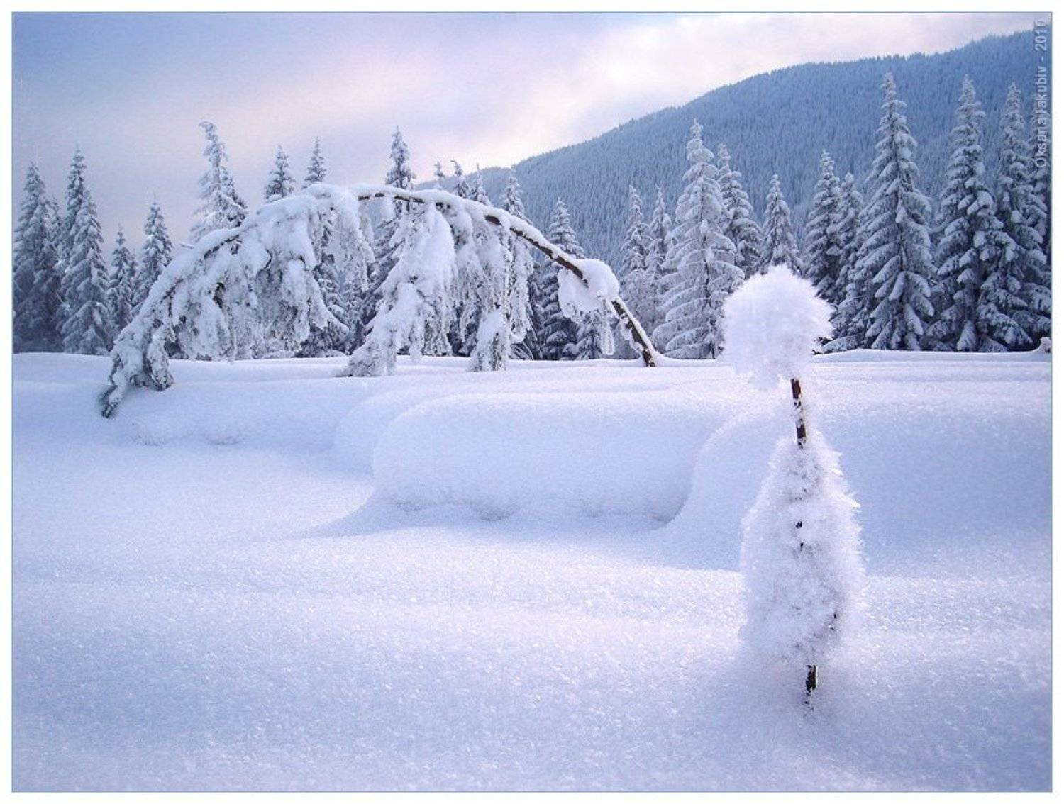 карпаты, природа, елочка, Oksana