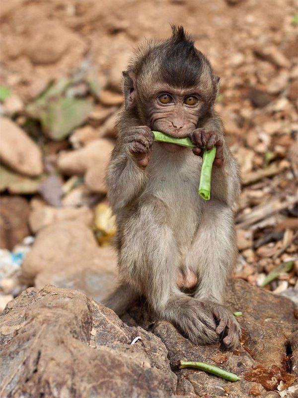 Грызун.photo preview