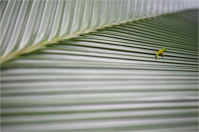 сейшелы,геккон Наутёкphoto preview