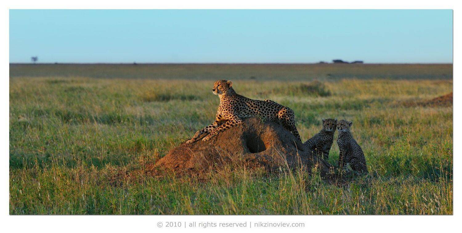 , Николай Зиновьев