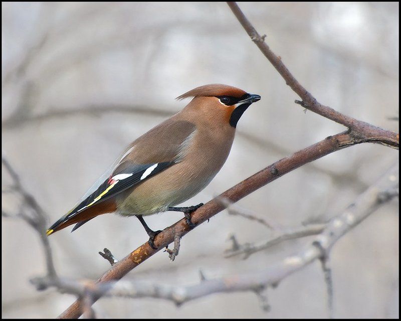 птицы,свиристель,фотоохота Позер 2photo preview