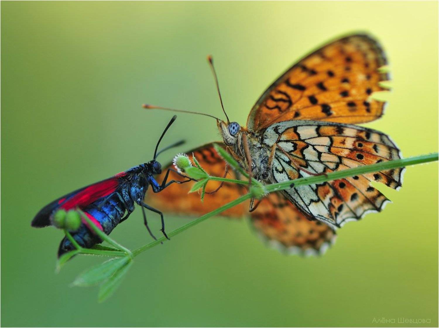 , Алёна Шевцова