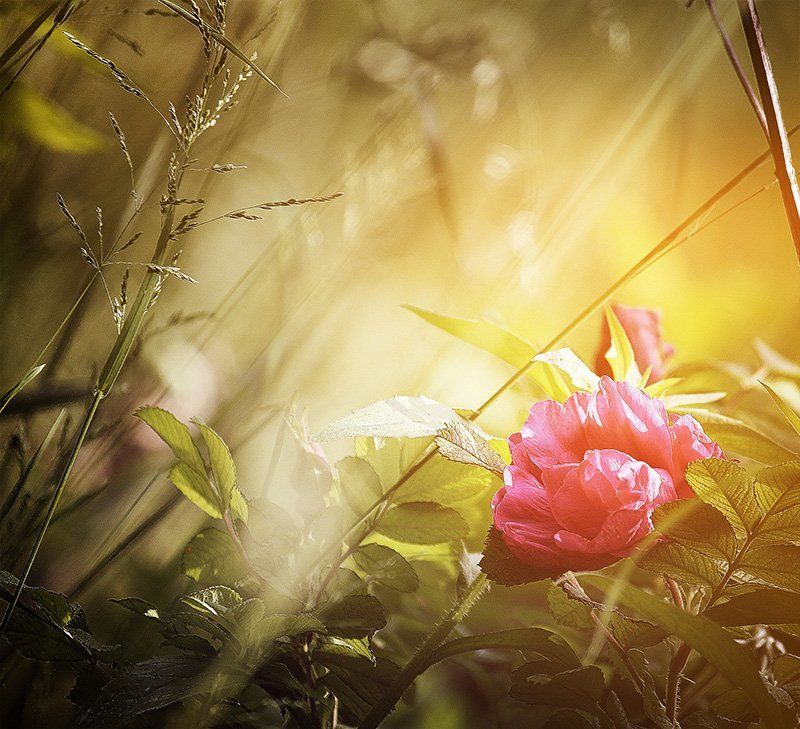 колір,світло,квітка,оранжевий fairytalephoto preview