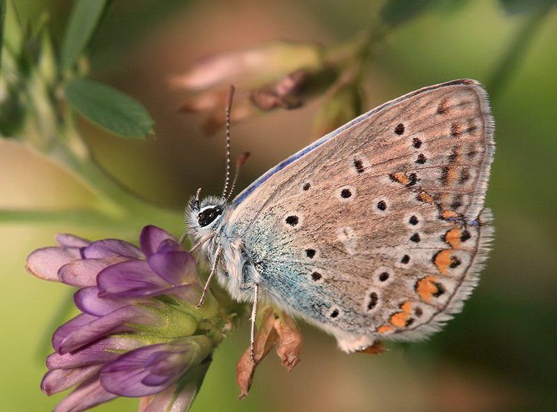 А цветочек-то усох! Не мешало бы полить!photo preview