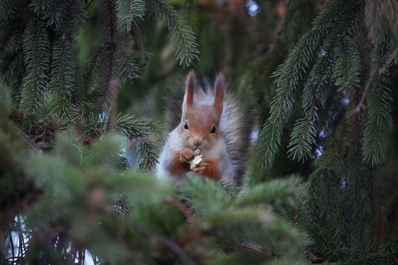 белка, природа, животные В еловых ветвяхphoto preview