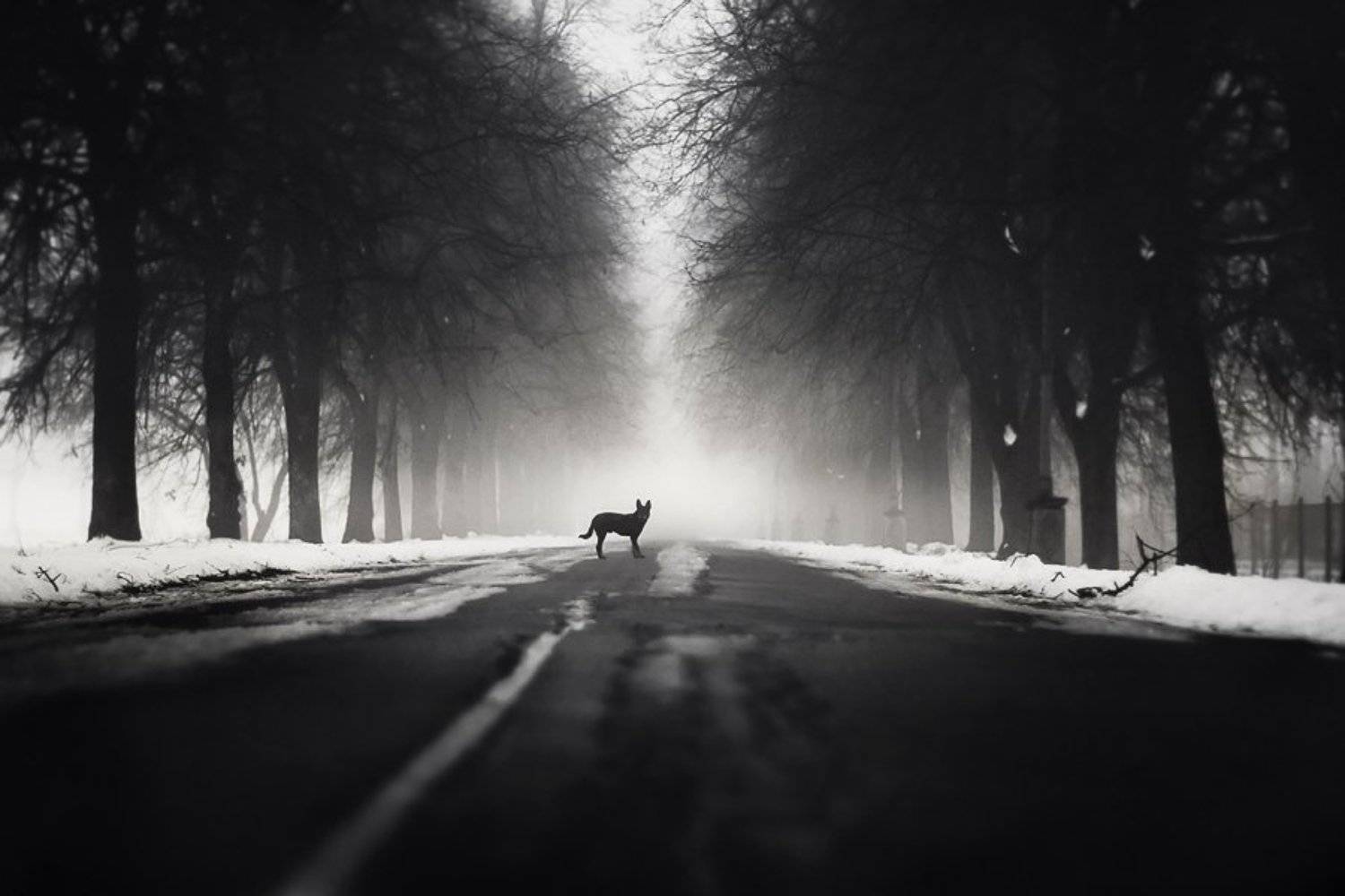 dog, fog, park, bw, black, dog, myth, Dmitry Alekseyev