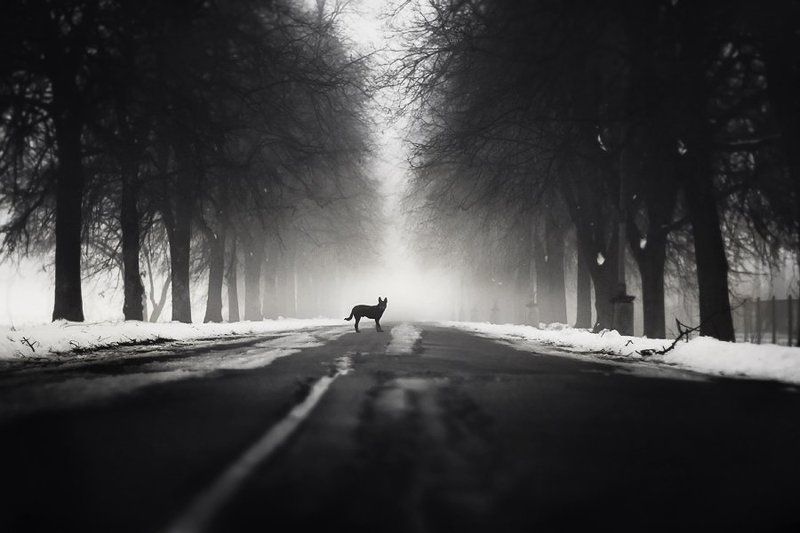 dog, fog, park, bw, black, dog, myth Follow mephoto preview