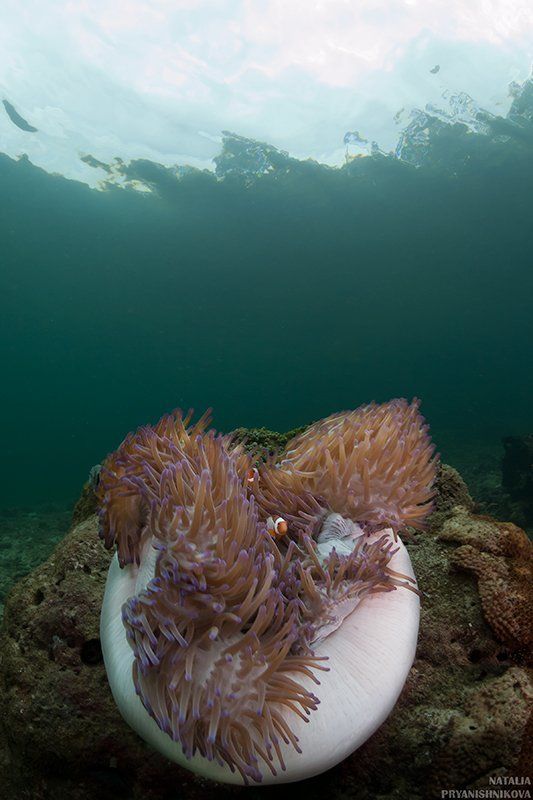 море, рыба, подводная съемка, немо, амфиприон, коралл, актиния, полип все начиналось с... фото превью