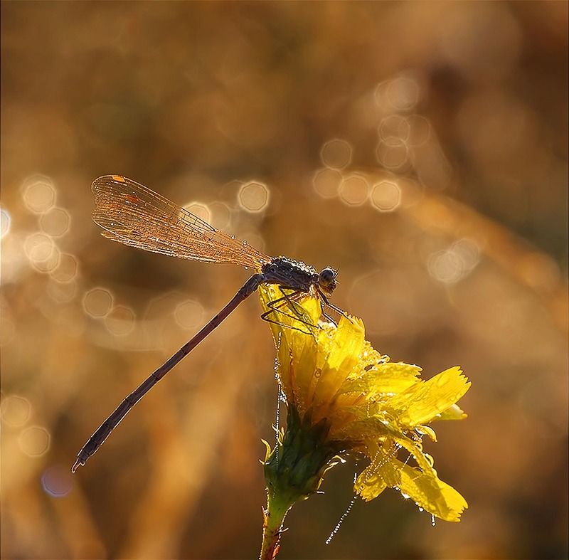 Осеннее бокеphoto preview