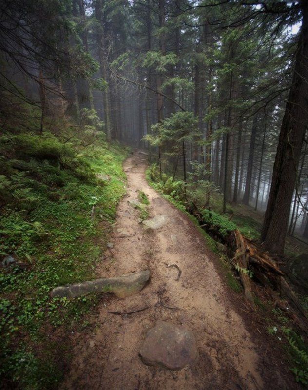 карпаты, лес, утро, пейзаж, природа, панорама ***photo preview