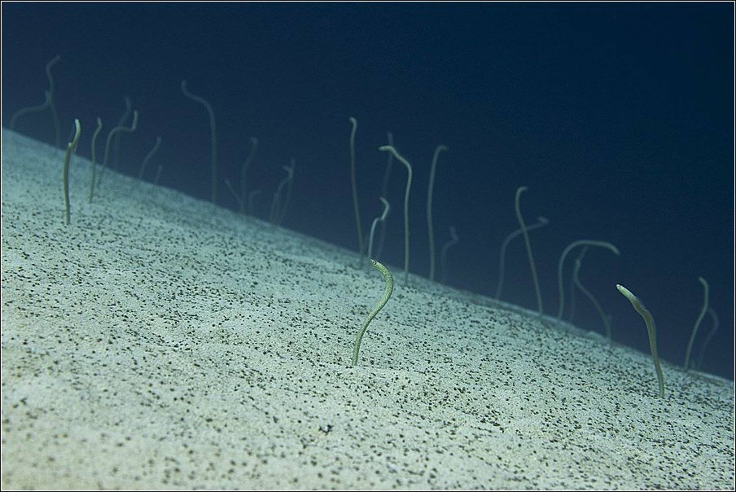Eels Garden (Сад Угрей). Автор: Владимир Жданов красноморская, горгасия, red, sea, garden, eels, gorgasia, sillneri, египет, дахаб, жданов, zhdanov, Владимир Жданов