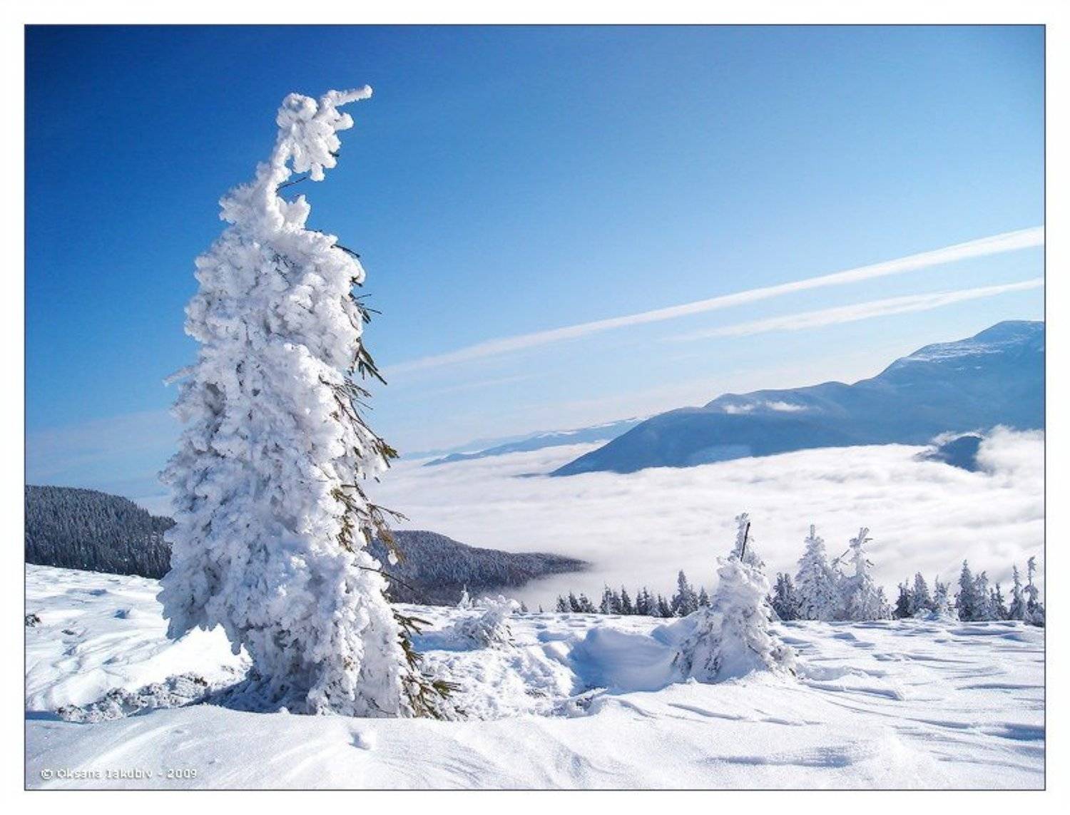 Snowdreams. Автор: Oksana карпаты, природа, елка, Oksana