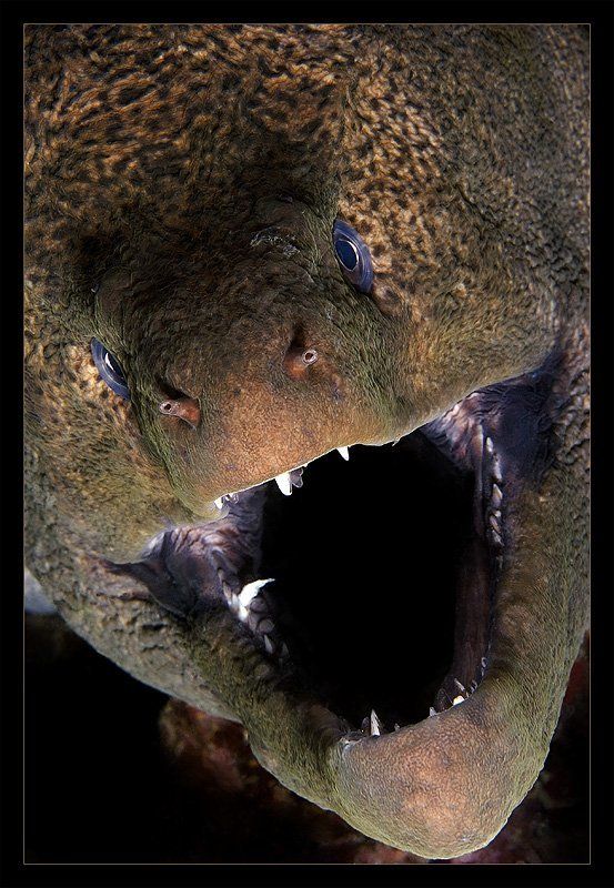 t-rex,мурена,красное море,улыбка Кто сказал что все тиранозавры вымерли?photo preview