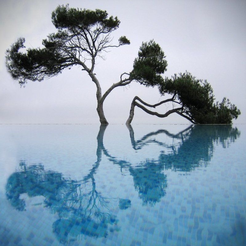 крым., гаспра., кичкине., бассейн., сосна., цвет. Любовь.photo preview