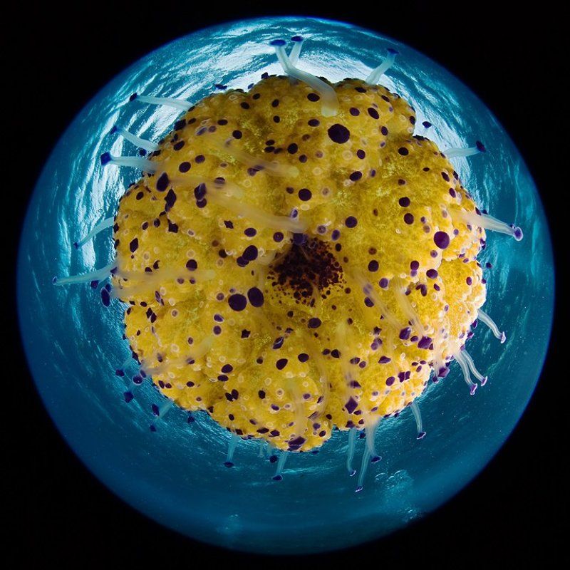 мальта, циркуляр, медуза Ватрушкаphoto preview