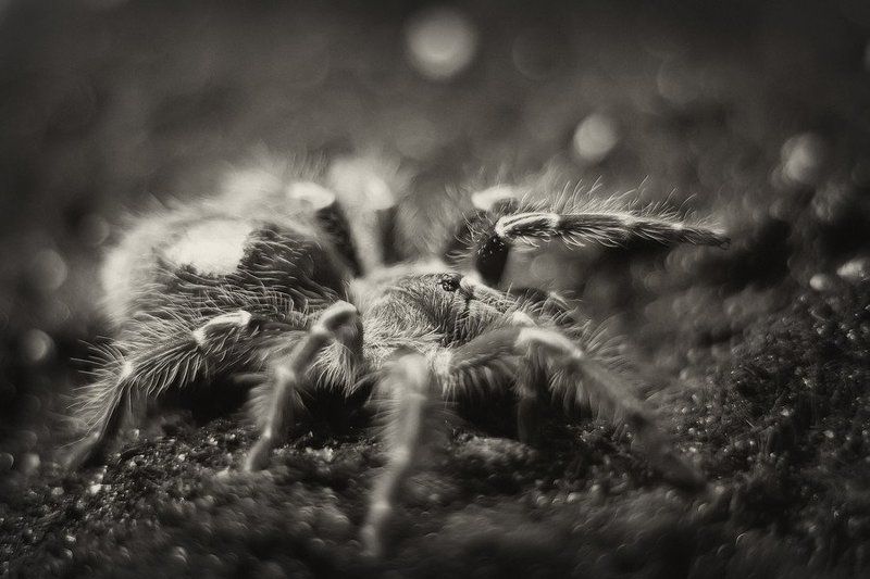 spiderphoto preview