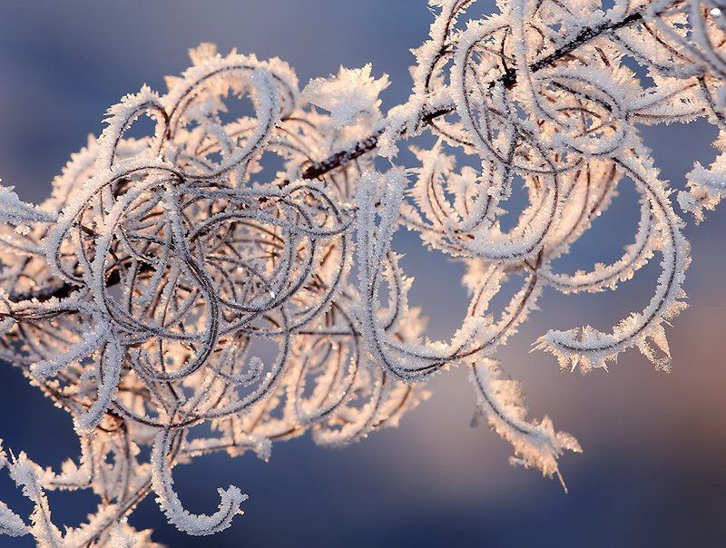 зима, трава, снег С Новым годом, друзья!!! фото превью