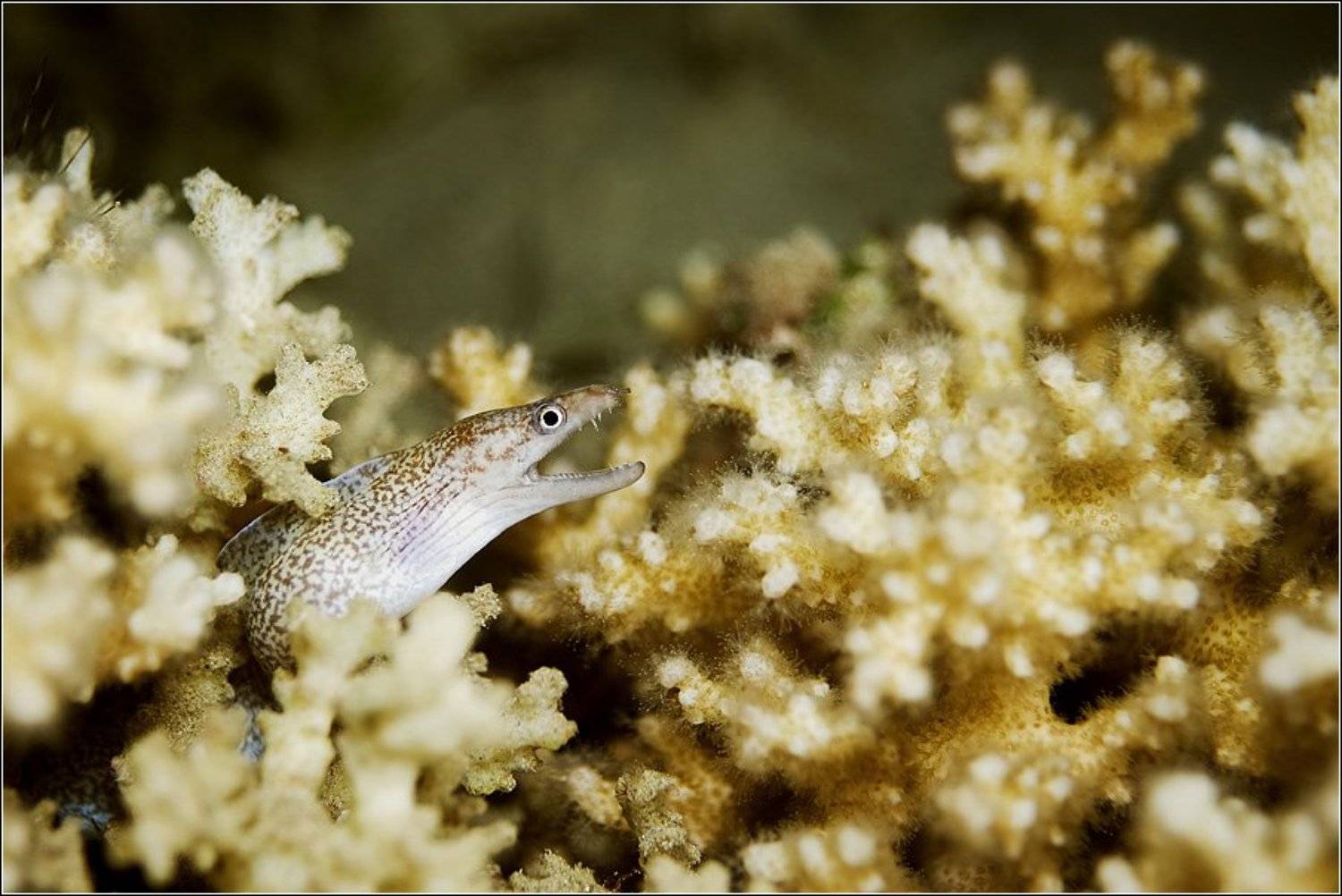 , Владимир Жданов