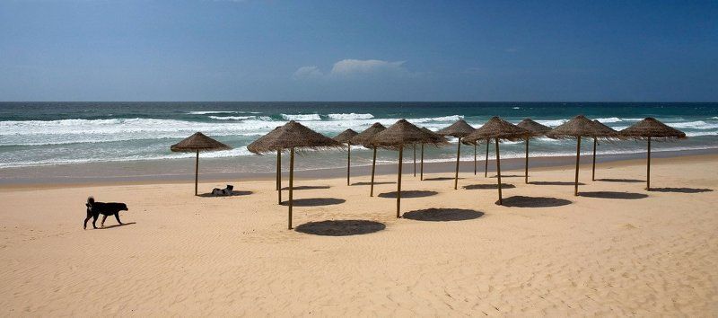 португалия, пляж Doggy paradisephoto preview