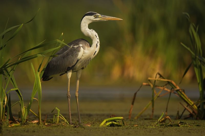 птицы серая цапля photo preview