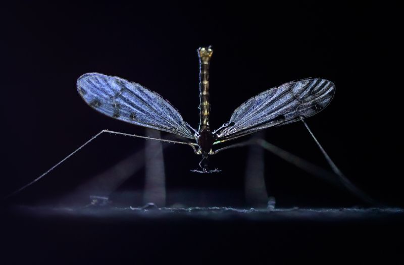 Держи хвост пистолетомphoto preview