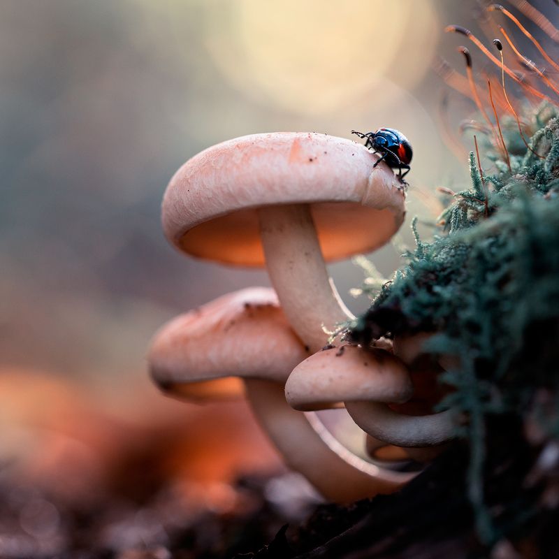 mushrooms,mushroom,spores,nature,forest,wild,fairy,beautiful,insects,insect, Mushroomsphoto preview