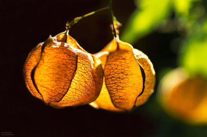 макро, растения, закат, цветы, лиана, macro, plants, flowers, nature, sunset, liana СЕРДЕЧНАЯ ЛИАНАphoto preview