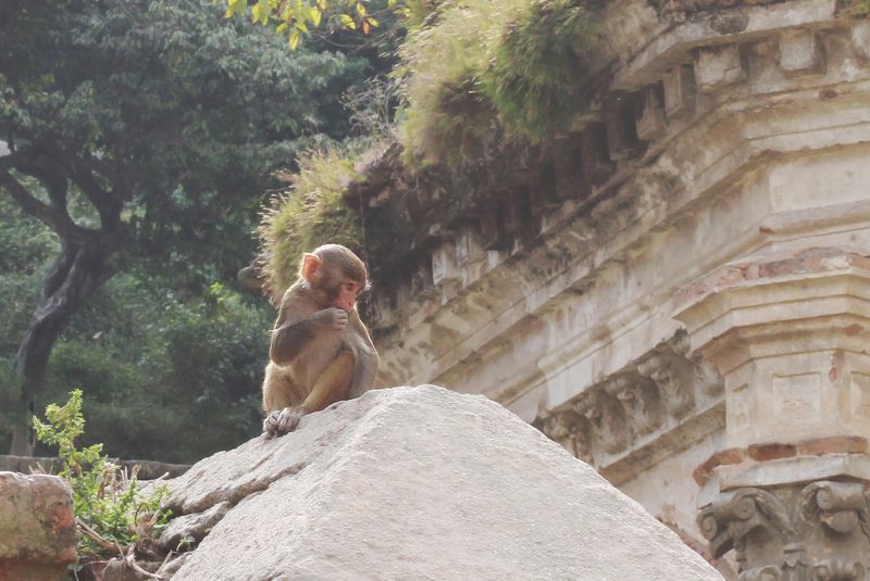 животные, Катманду, Непал ***photo preview