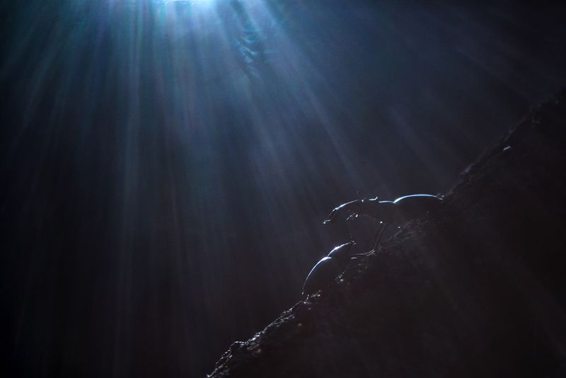 Любовь оленейphoto preview