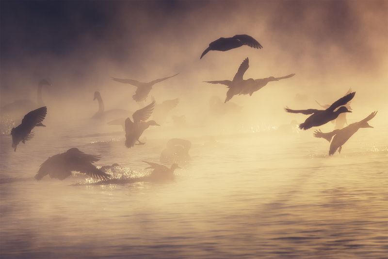 Алтай, заказник лебединый В лучах уходящего солнцаphoto preview