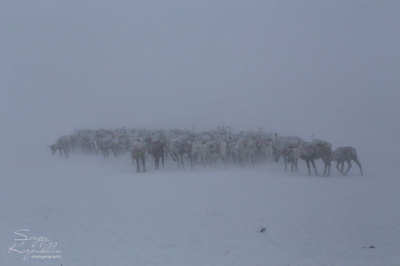 полярный урал, ямал, олени, оленеводы Пургаphoto preview