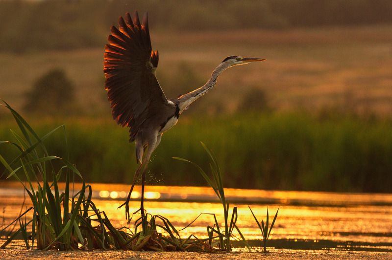 птицы серая цапля На взлетphoto preview