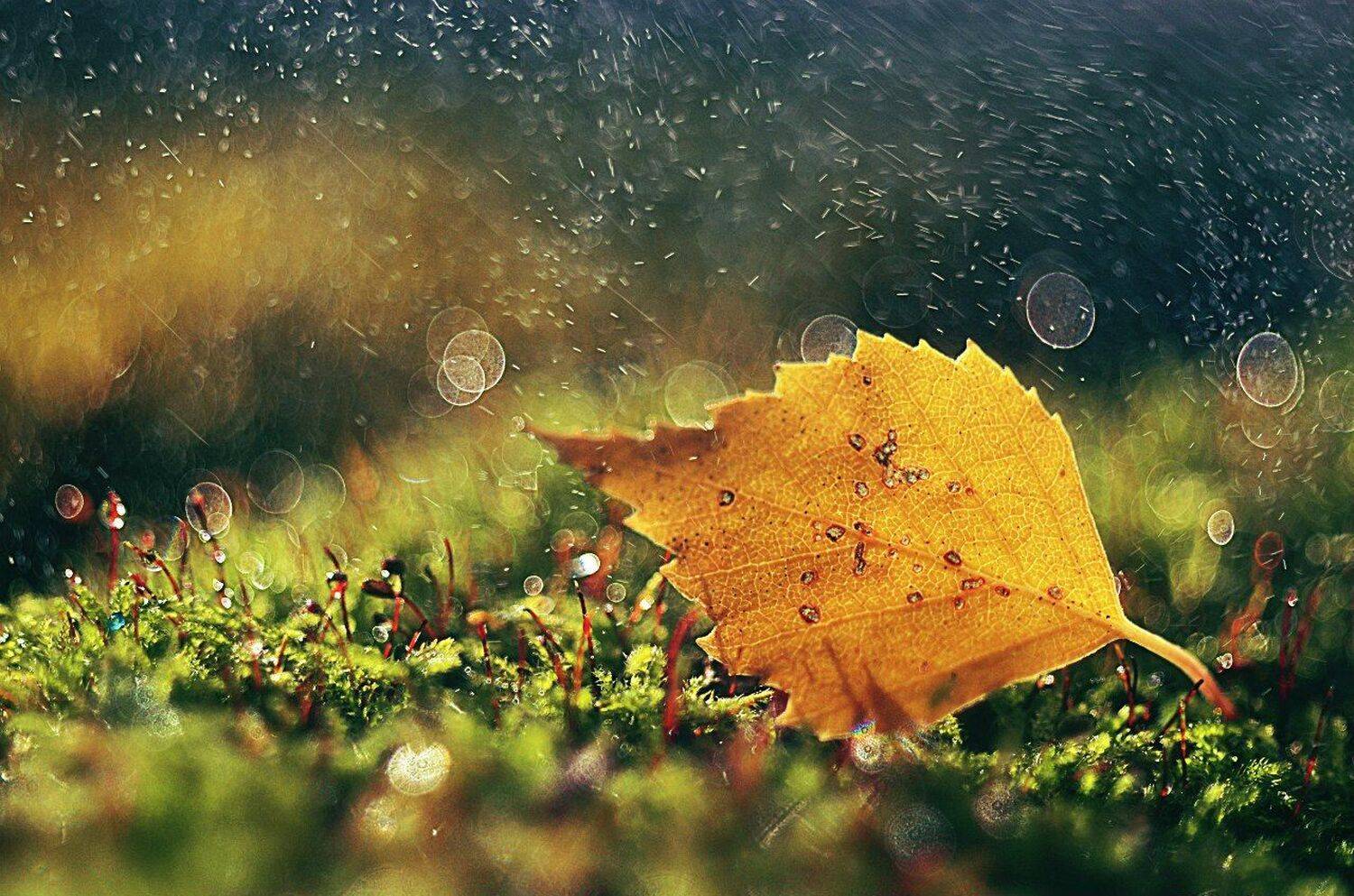 , Лапшина Владлена