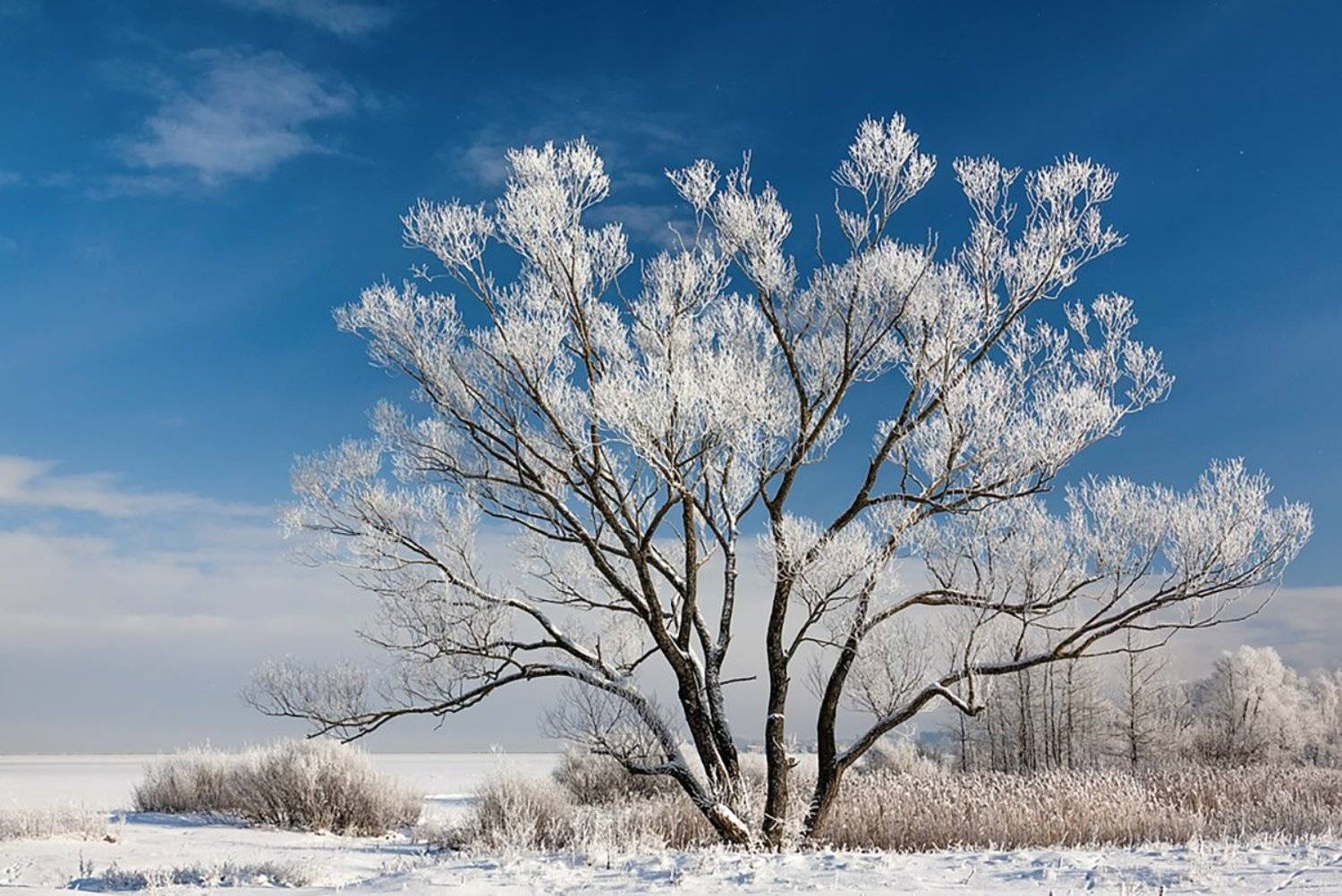 ***. Автор: Геннадий Новов , Геннадий Новов