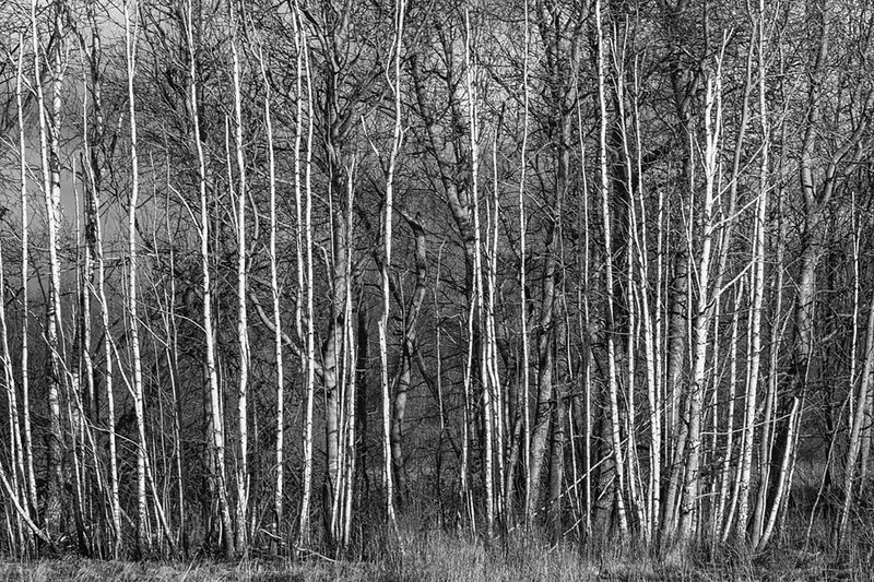 ОСИНЫphoto preview