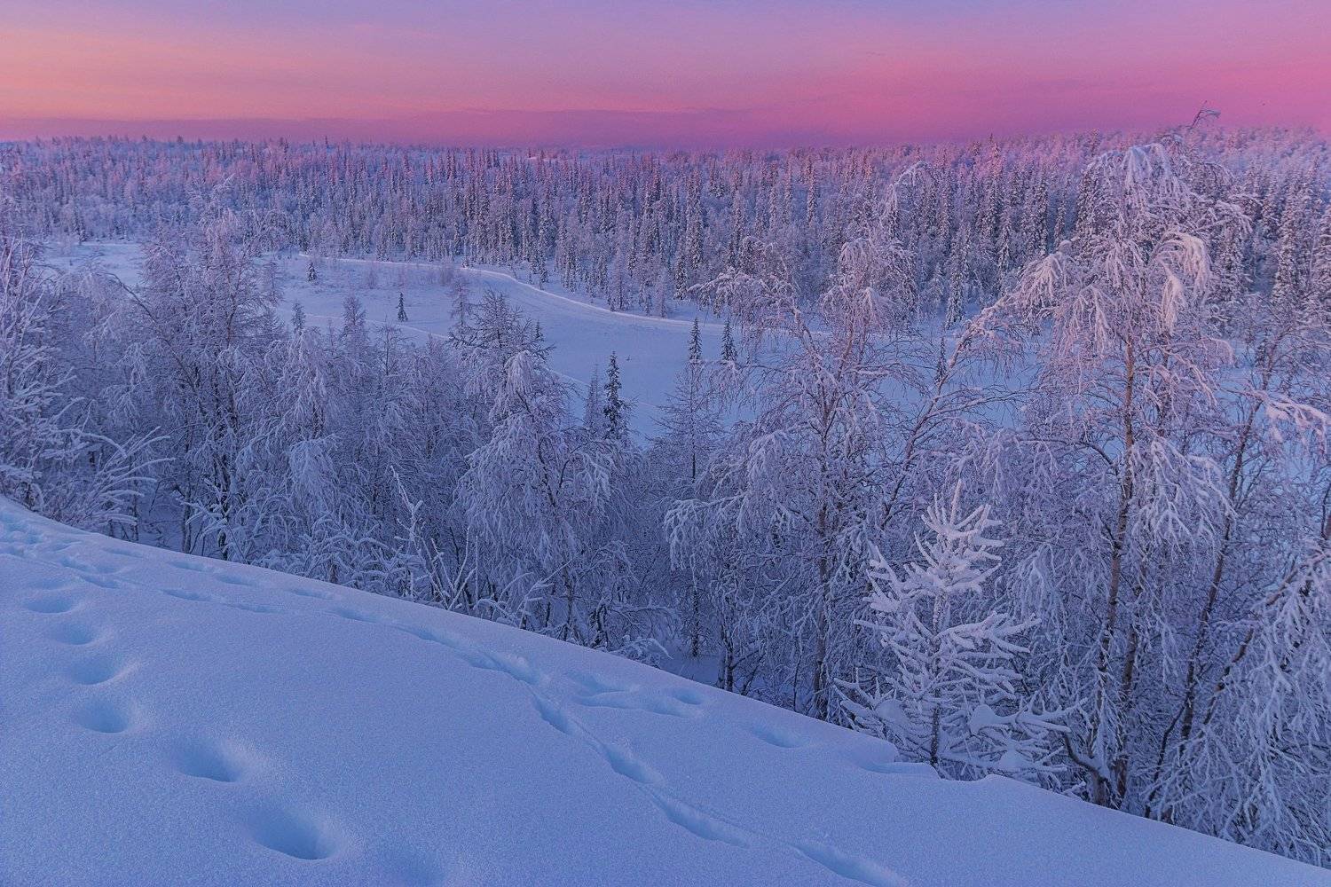 " В зимнем сне". Автор: Настя Братка ямал , зима , природа, салехард , декабрь, ямал ,север, Настя Братка